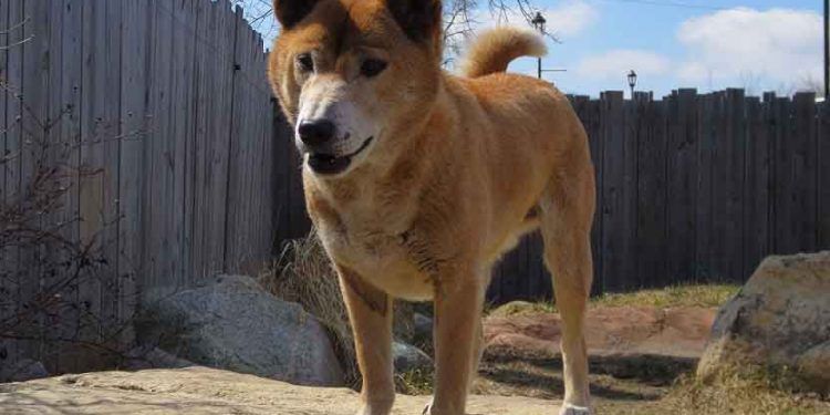 Yeni Gine Şarkıcı Köpeği Resimleri