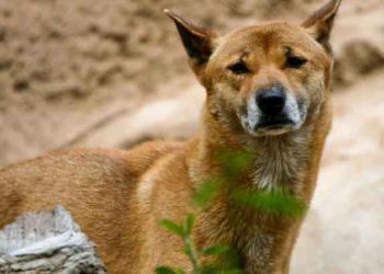 Yeni Gine Şarkıcı Köpeği Resimleri