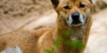 Yeni Gine Şarkıcı Köpeği Resimleri