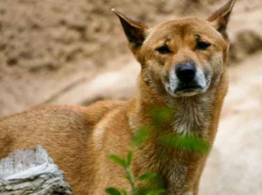 Yeni Gine Şarkıcı Köpeği