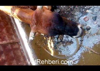 İneklerde Asidozda Rumen İçeriğinin Boşaltılması