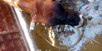 İneklerde Asidozda Rumen İçeriğinin Boşaltılması