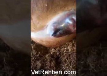 Sığırlarda Anthrax (Şarbon)