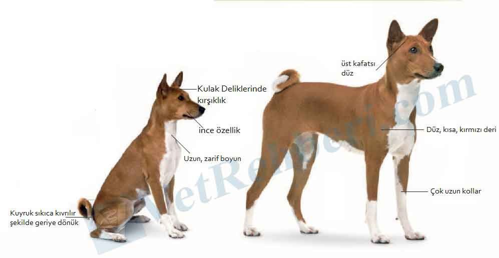 Basenji Köpek Irkı Fiziksel Özellikleri