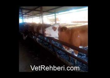 Sığırlarda Dil Çevirme (Oynatma) Hastalığı