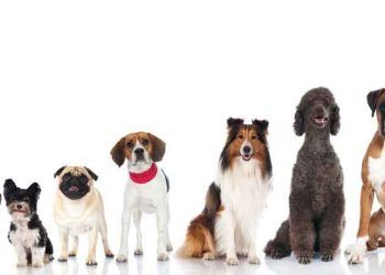 Köpek Nedir? Köpeğin Tarihçesi