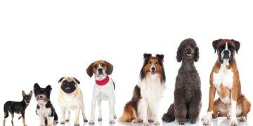 Köpek Nedir? Köpeğin Tarihçesi