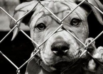 Hayvan Hakları Koruma Kanunu