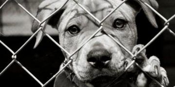 Hayvan Hakları Koruma Kanunu