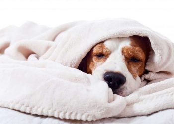 Köpeklerde Salmonellosis