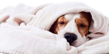 Köpeklerde Salmonellosis