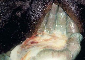 Süt İneklerinde Metritis