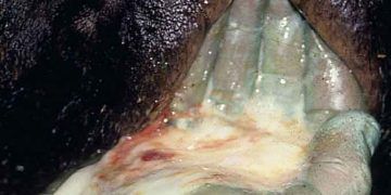 Süt İneklerinde Metritis