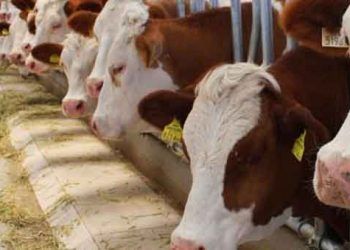 Türkiye'nin hayvan varlığı açıklandı