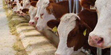 Türkiye'nin hayvan varlığı açıklandı