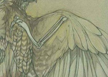 Kuşların Cerrahi Anatomisi: Thoracic ve Pelvic Kanatları