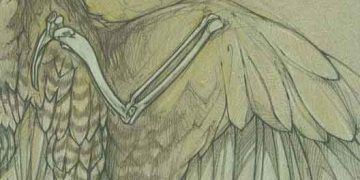 Kuşların Cerrahi Anatomisi: Thoracic ve Pelvic Kanatları