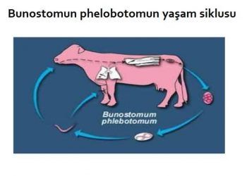 Bunostomiasis