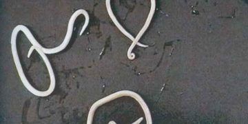 Buzağılarda Ascariasis