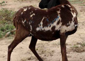 Keçilerde Coenurus Cerebralis (Deli Baş Hastalığı)