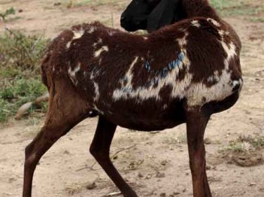 Coenurus Cerebralis (Deli Baş Hastalığı)