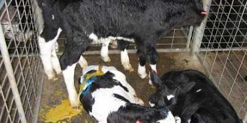 Buzağılarda Colibacillosis (E. coli) Enfeksiyonu