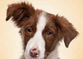 Köpek Davranışları