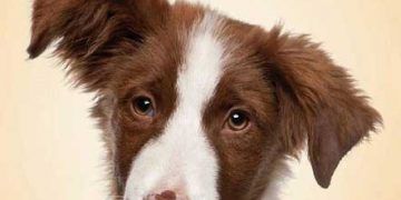 Köpek Davranışları