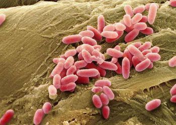 Hayvanlarda Pseudomonas Enfeksionları