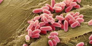 Hayvanlarda Pseudomonas Enfeksionları
