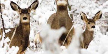 Vahşi Yaşamdan İnsan Hastalıkları