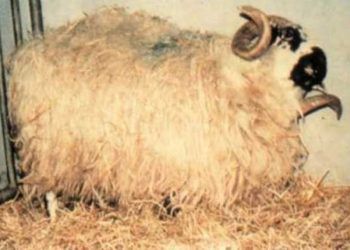 Koyunlarda Coenurus Cerebralis (Deli Baş Hastalığı)