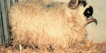 Koyunlarda Coenurus Cerebralis (Deli Baş Hastalığı)