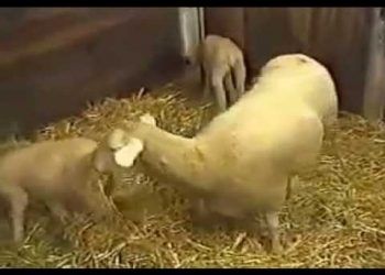 Koyunlarda Delibaş Hastalığı