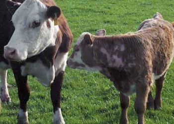 Sığırlarda Bit Enfestasyonu (Pediculosis)