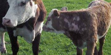 Sığırlarda Bit Enfestasyonu (Pediculosis)