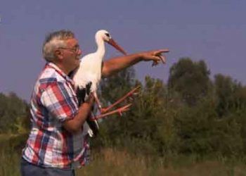 Yaşlı Adam ve Leylek