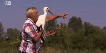 Yaşlı Adam ve Leylek