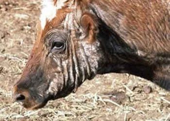 Sığırlarda Uyuz Hastalığı (Acariasis)