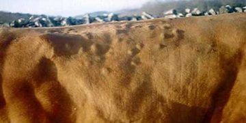 Sığırlarda Hypodermosis (Nokra)