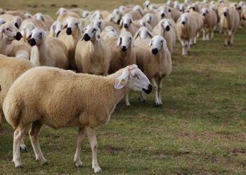 Kangal Irkı Koyun Yetiştiriciliği