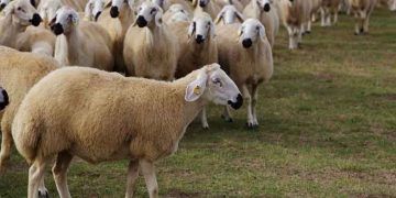 Kangal Irkı Koyun Yetiştiriciliği