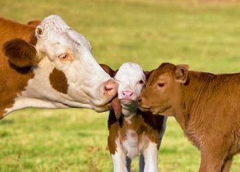 Süt İneklerinde Üreme Hormonları