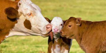 Süt İneklerinde Üreme Hormonları