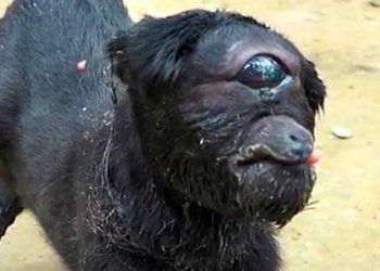 Keçilerde Vücut Kusurları