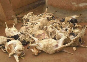 Keçilerde Anthrax (Şarbon) Hastalığı