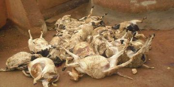 Keçilerde Anthrax (Şarbon) Hastalığı