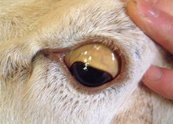 Keçilerde Babesiosis (Ağrıması, Piroplasmosis)