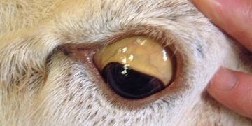 Keçilerde Babesiosis (Ağrıması, Piroplasmosis)