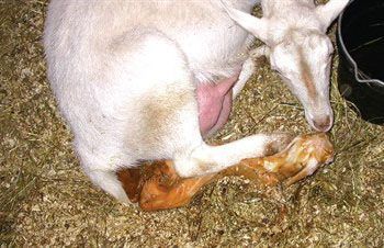 Keçilerde Brucellosis